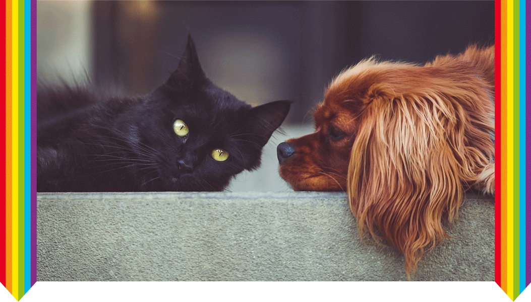 Hund & Katze. Lac caninum & Lac felinum im Vergleich
