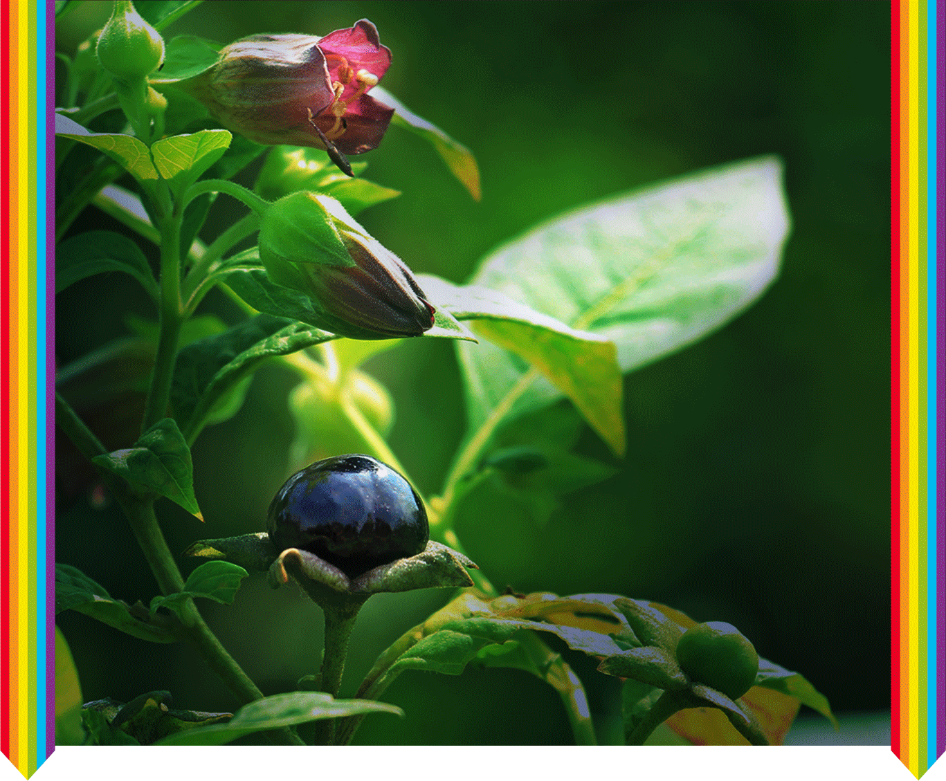 Belladonna. Vom Zauber, der durch Leiden geschaffen wird