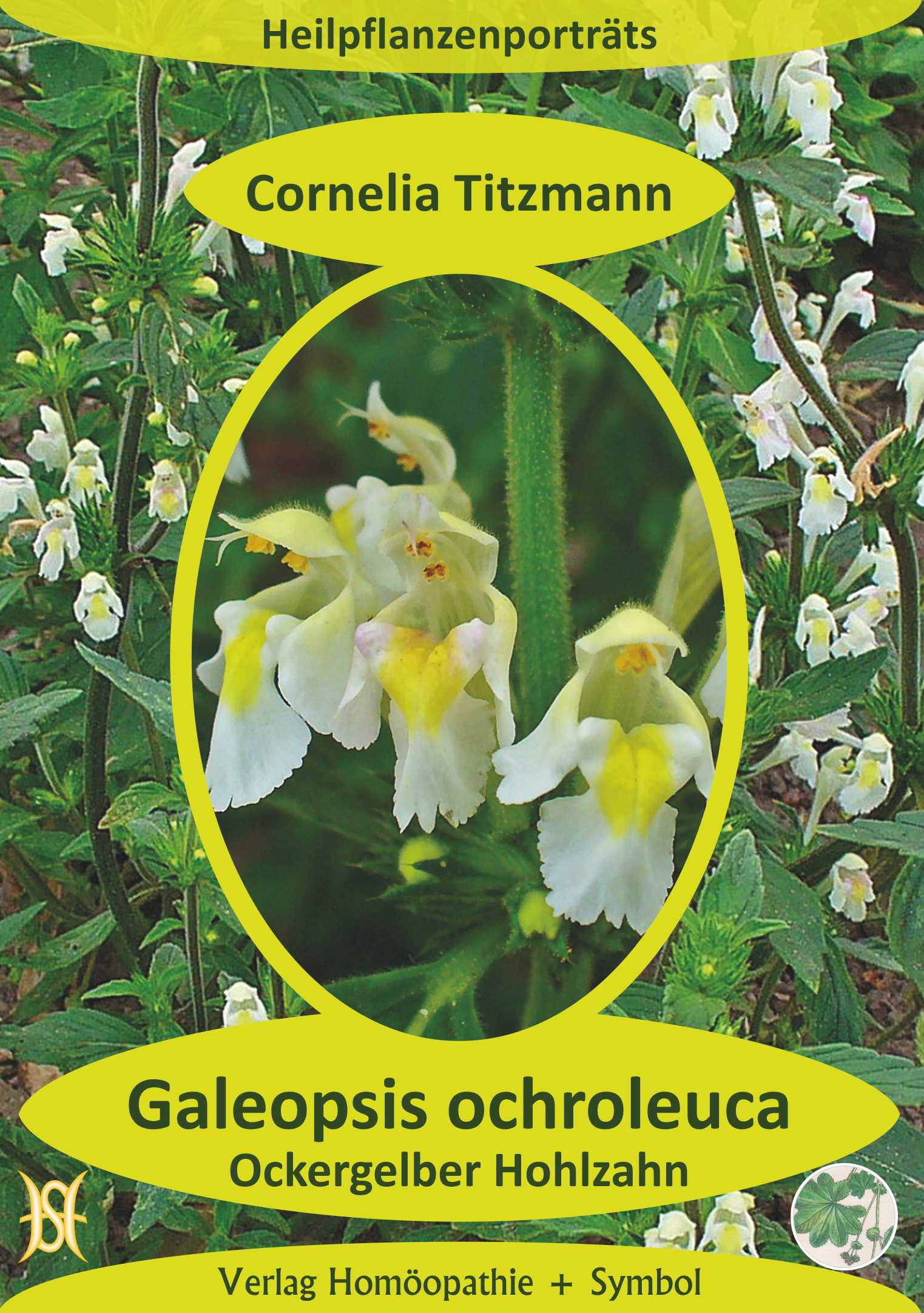 Galeopsis ochroleuca (Hohlzahn). Heilpflanzenporträt 5