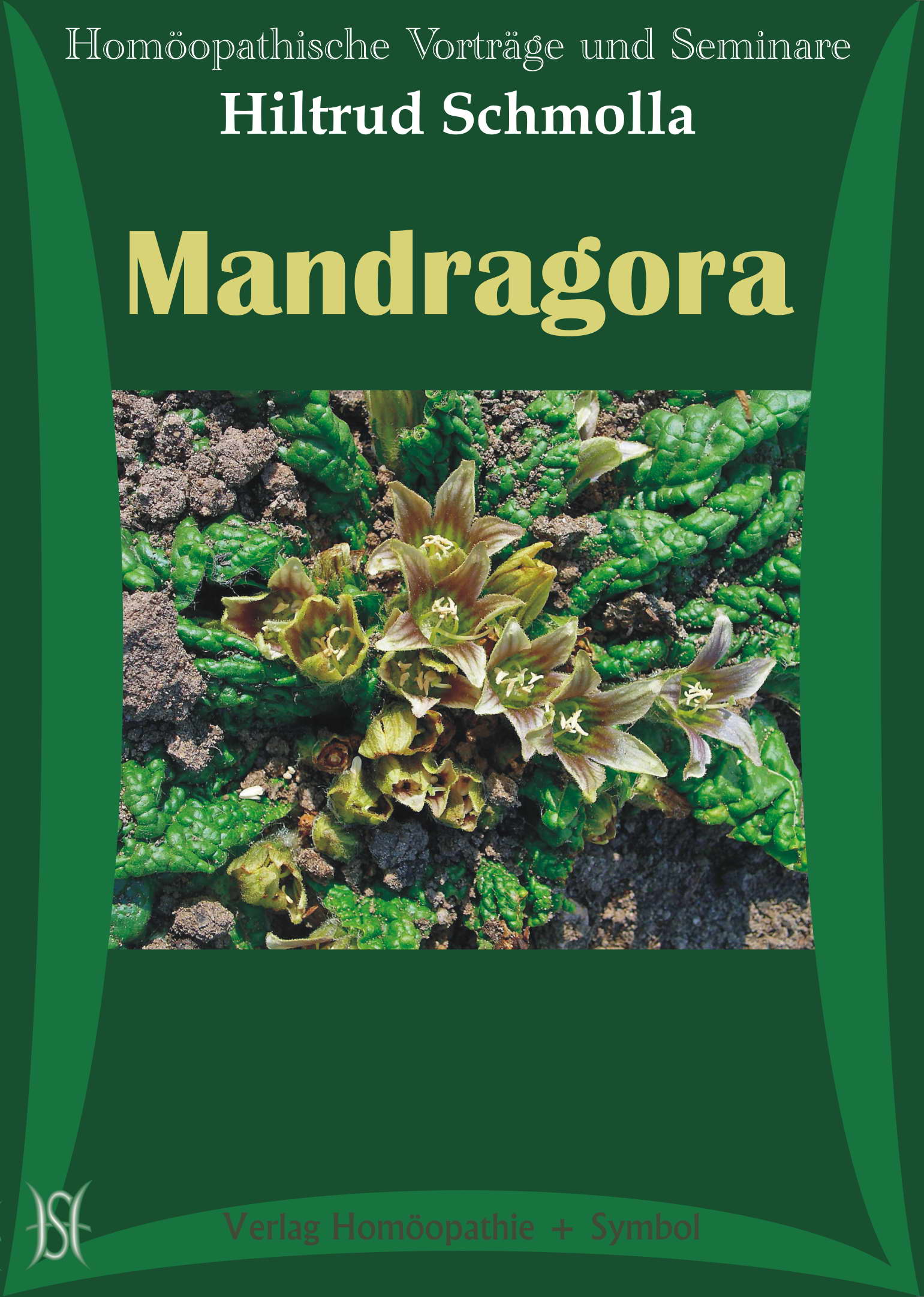 Mandragora - Die Alraune. Arzneimittelbild.