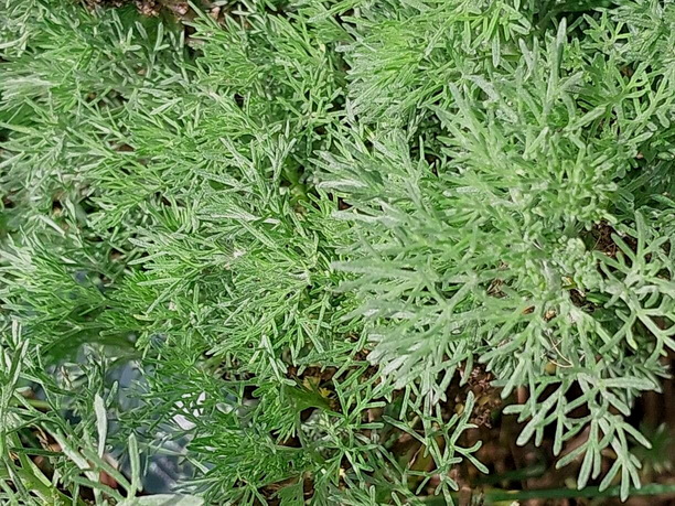 Cina maritima (Wurmsamen). Nur für Würmer? Klassisch-homöopathisches Arzneimittelbild