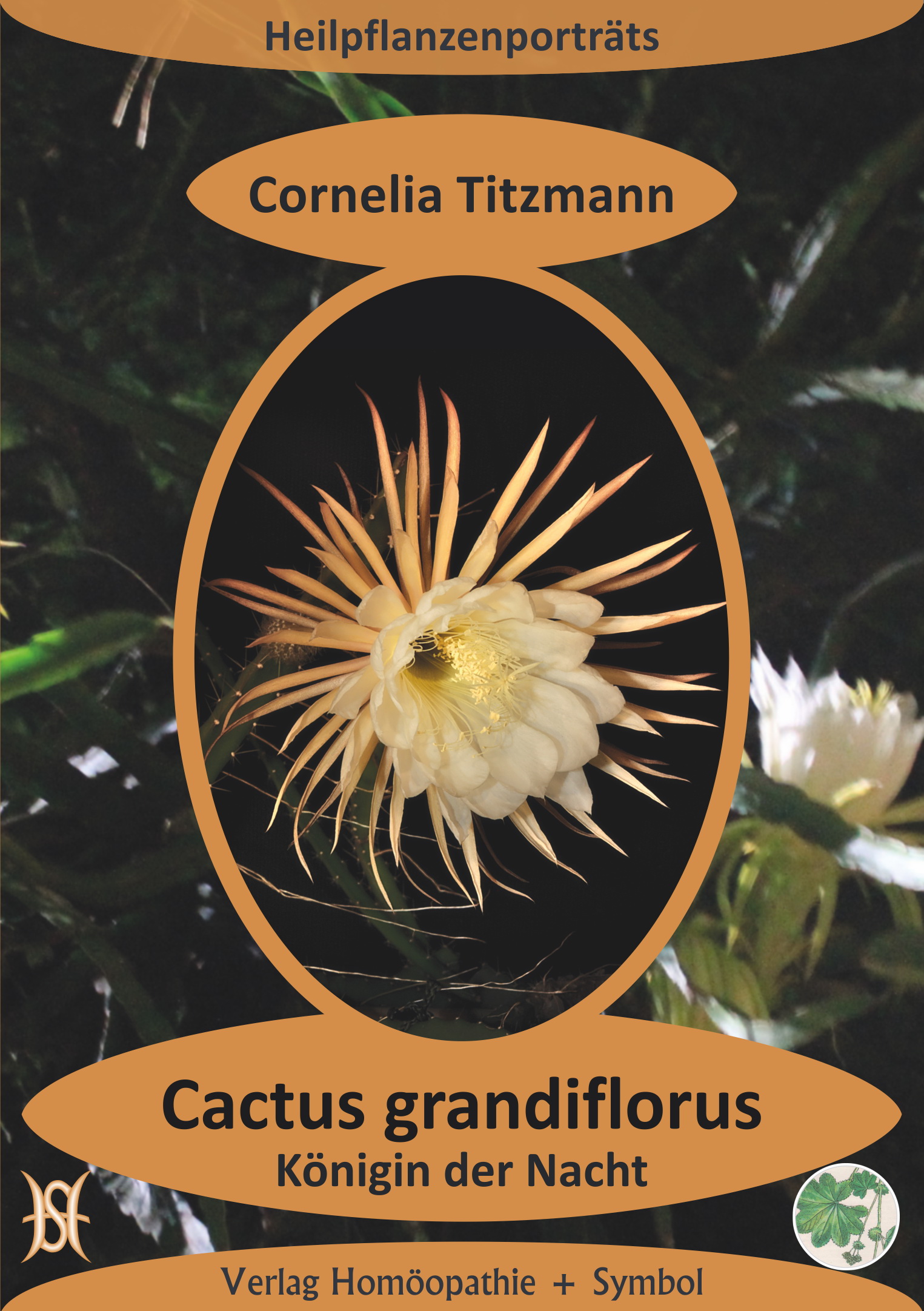 Cactus grandiflorus - Königin der Nacht. Heilpflanzenporträt 4