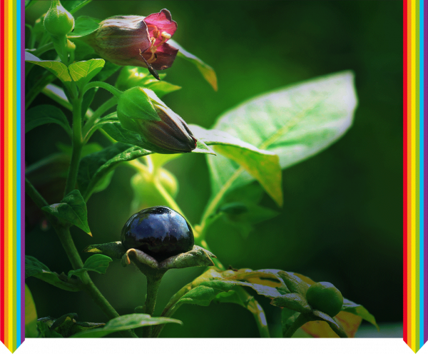 Belladonna. Vom Zauber, der durch Leiden geschaffen wird