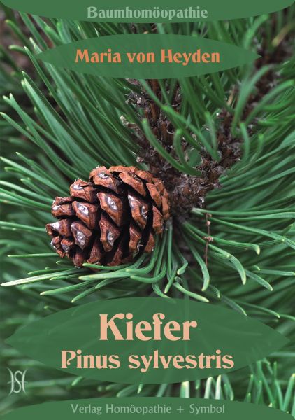 Kiefer. Pinus sylvestris. Der homöopathische Weg der Bäume.