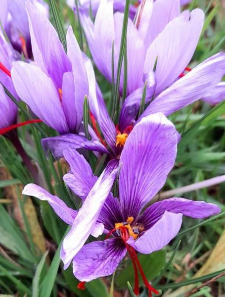 Safran (Crocus sativus). Heilpflanzenporträt 16