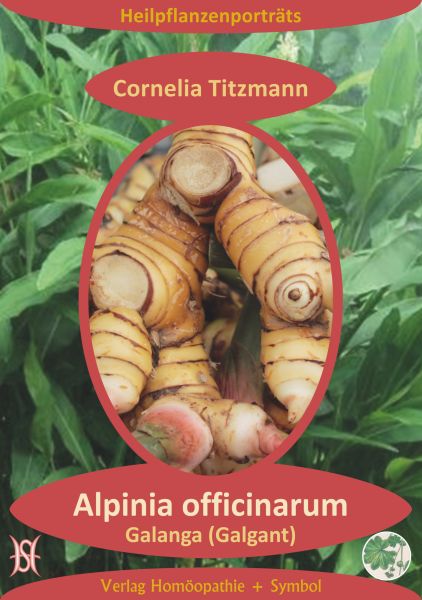 Alpinia officinarum. Galanga (Galgant). Heilpflanzenporträt 12