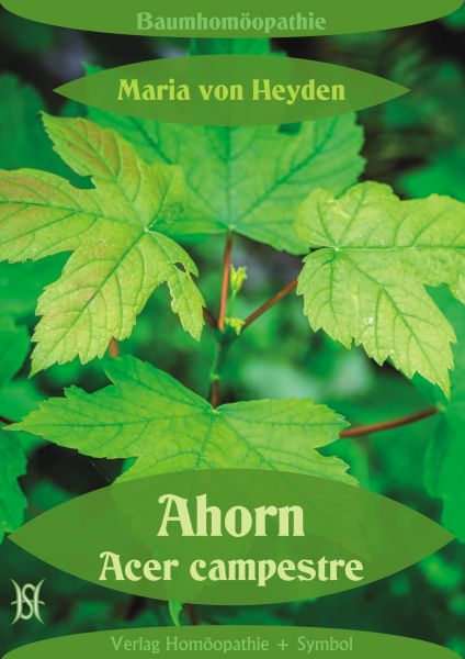 Ahorn. Acer campestre. Der homöopathische Weg der Bäume