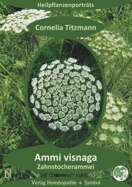 Ammi visnaga (Zahnstocherammei). Heilpflanzenporträt 10