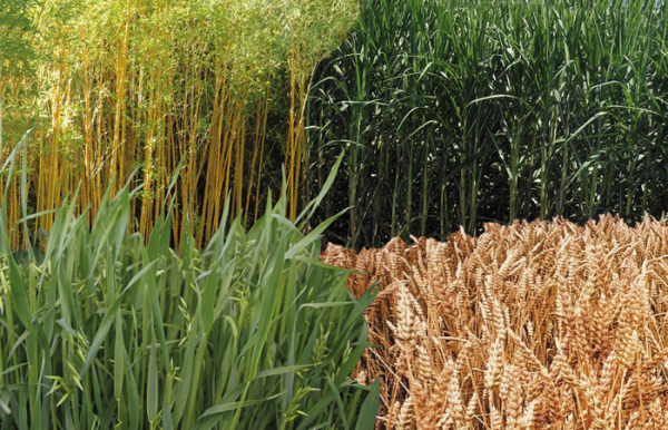 Gräser. Homöopathisch das Gras wachsen hören. Arundo, Avena, Bambusa, Papyrus, Saccharum, Triticum