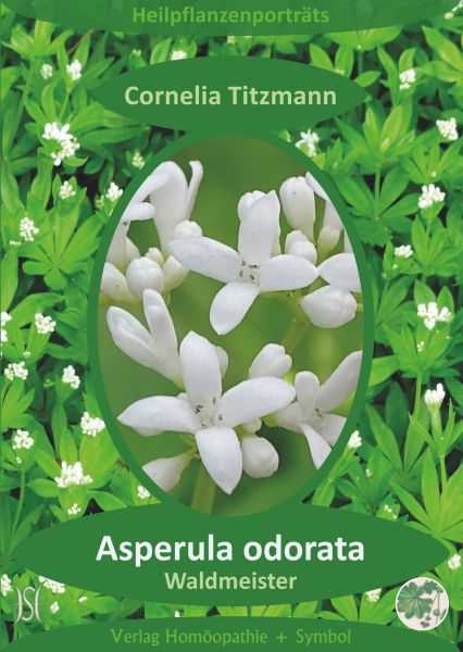 Asperula odorata (Waldmeister). Heilpflanzenporträt 8