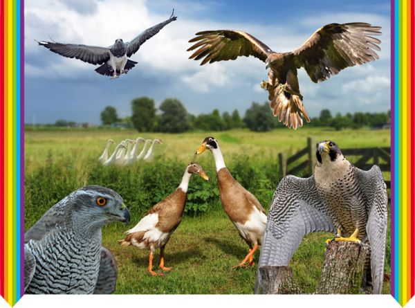 Raptors and other Birds. Homoeopathy with the MAP System