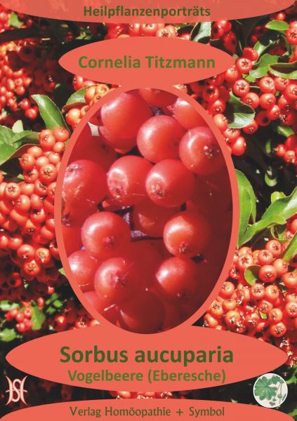 Sorbus aucuparia (Vogelbeere/Eberesche). Heilpflanzenporträt 7