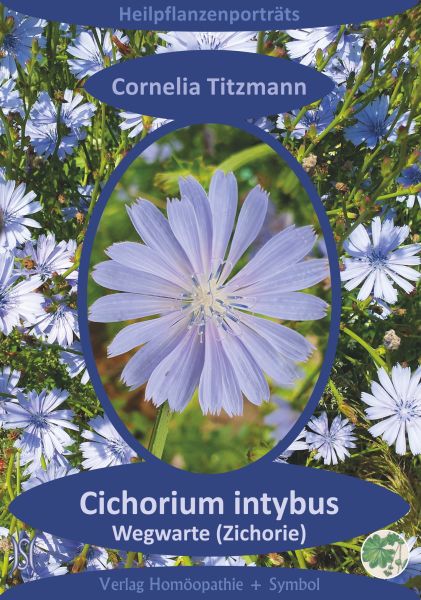 Cichorium intybus (Wegwarte). Heilpflanzenporträt 9