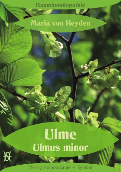 Ulme. Ulmus minor. Der homöopathische Weg der Bäume