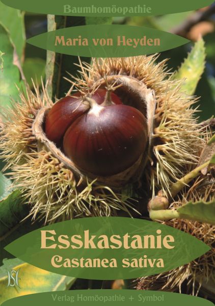 Esskastanie. Castanea sativa. Der homöopathische Weg der Bäume