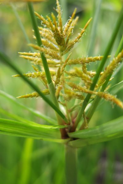 Cyperus esculentus (Erdmandel). Heilpflanzenporträt 15