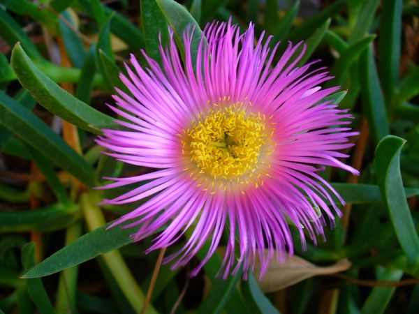 Carpobrotus edulis (Mittagsblume) Heilpflanzenporträt 14