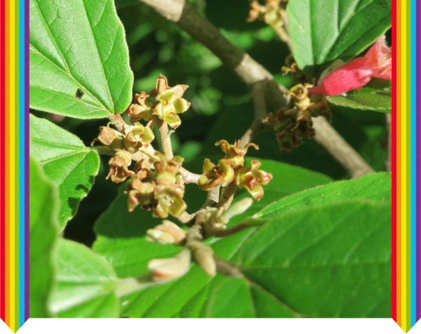 Kompensationsmeister. Druckvolle Begrenzung vs. freier Geist. Hamamelis virginiana, Juglans regia und Cannabis