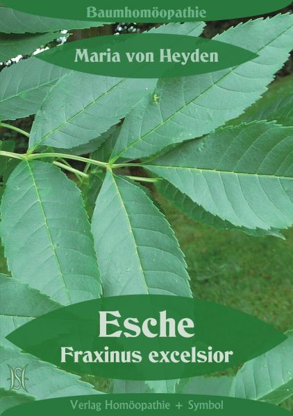 Esche. Fraxinus excelsior. Der homöopathische Weg der Bäume.